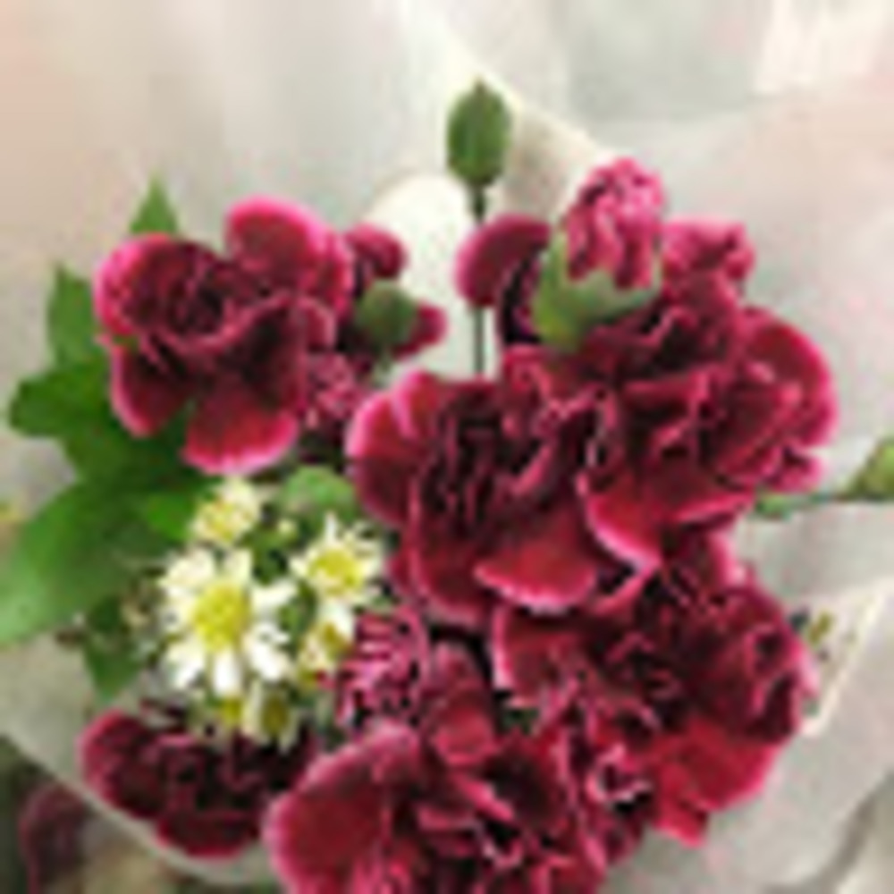 Meet your Posher, Cyanne